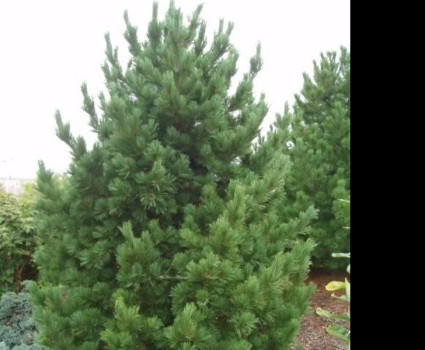 Сосна кедровая европейская в каталоге СЦ Корекозево