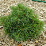 Миниатюра 1. Сосна Веймутова 