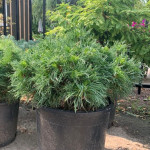 Миниатюра 3. Сосна Веймутова 