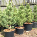 Миниатюра 2. Сосна кедровая европейская в каталоге СЦ Корекозево