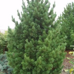 Миниатюра 1. Сосна кедровая европейская в каталоге СЦ Корекозево