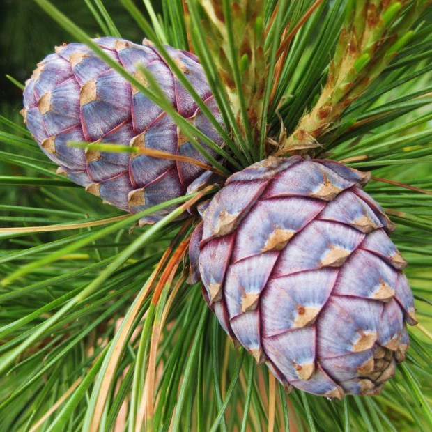 Фото 3. Сосна кедровая европейская в каталоге СЦ Корекозево