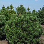 Миниатюра 3. Сосна горная 