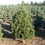 Миниатюра 4. Сосна горная 