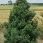 Миниатюра 1. Сосна горная 