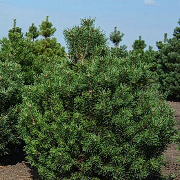 Фото 3. Сосна горная 