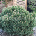 Миниатюра 1. Сосна горная 