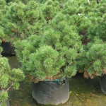 Миниатюра 4. Сосна горная 