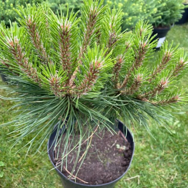 Фото 2. Сосна черная 