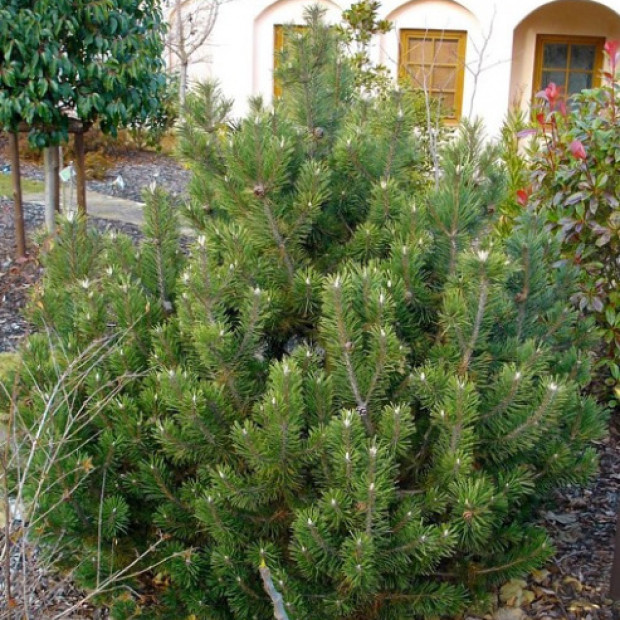 Фото 3. Сосна горная 