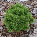 Миниатюра 2. Сосна горная 