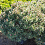 Миниатюра 1. Сосна горная 