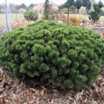 Миниатюра 3. Сосна горная 