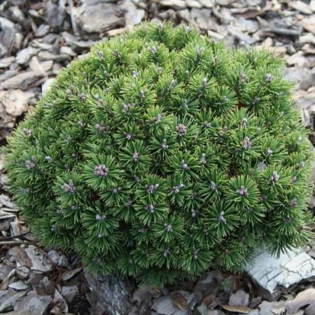 Фото 4. Сосна горная 