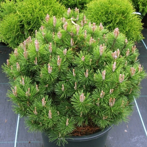 Фото 2. Сосна горная 