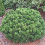 Миниатюра 1. Сосна горная 