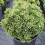 Миниатюра 2. Сосна горная 