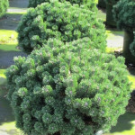 Миниатюра 3. Сосна горная 