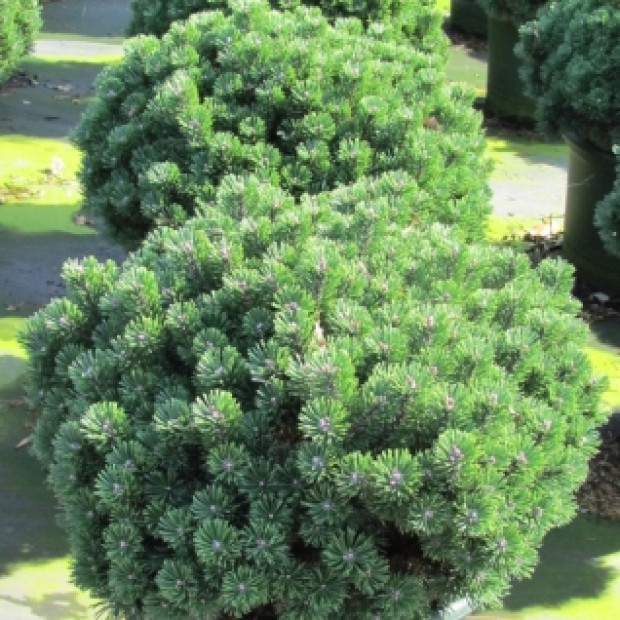 Фото 3. Сосна горная 