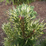 Миниатюра 2. Сосна горная 