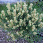 Миниатюра 3. Сосна горная 