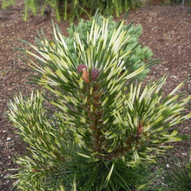 Фото 2. Сосна горная 