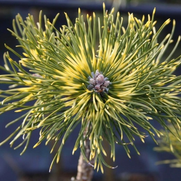 Фото 4. Сосна горная 