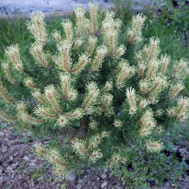 Фото 3. Сосна горная 