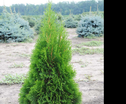 Туя западная Smaragd в каталоге СЦ Корекозево