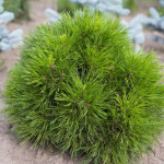 Миниатюра 2. Сосна горная 