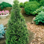 Миниатюра 2. Туя западная 