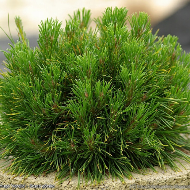 Фото 3. Сосна горная 