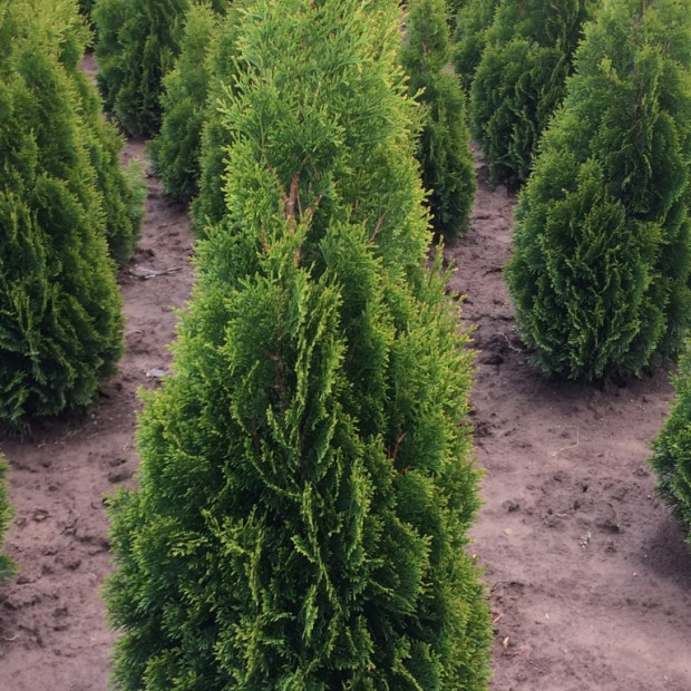 Фото 3. Туя западная 