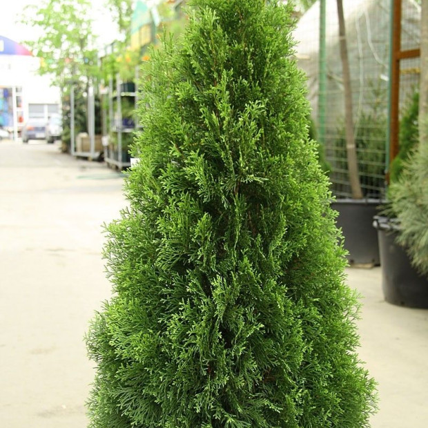 Фото 4. Туя западная 