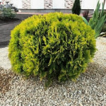 Миниатюра 2. Туя западная 