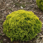 Миниатюра 1. Туя западная 