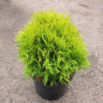 Миниатюра 4. Туя западная 