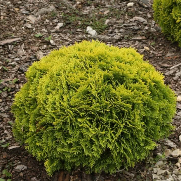 Фото 1. Туя западная 