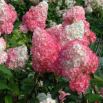 Миниатюра 4. Гортензия метельчатая 