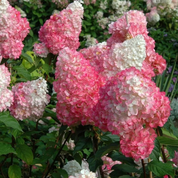 Фото 4. Гортензия метельчатая 