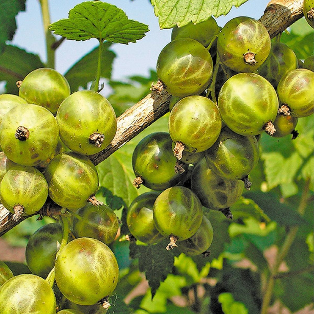 Смородина зеленая  «Изумрудное ожерелье» в каталоге СЦ Корекозево