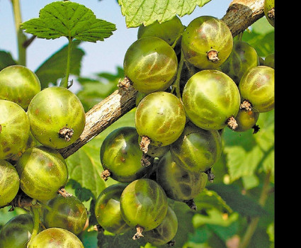 Смородина зеленая  «Изумрудное ожерелье» в каталоге СЦ Корекозево