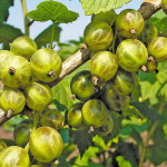 Миниатюра 1. Смородина зеленая  «Изумрудное ожерелье» в каталоге СЦ Корекозево