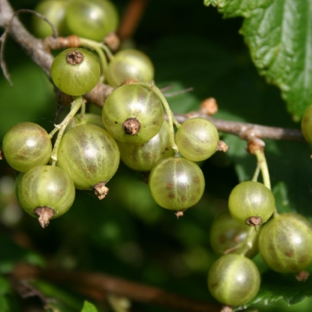 Фото 2. Смородина зеленая  «Изумрудное ожерелье» в каталоге СЦ Корекозево