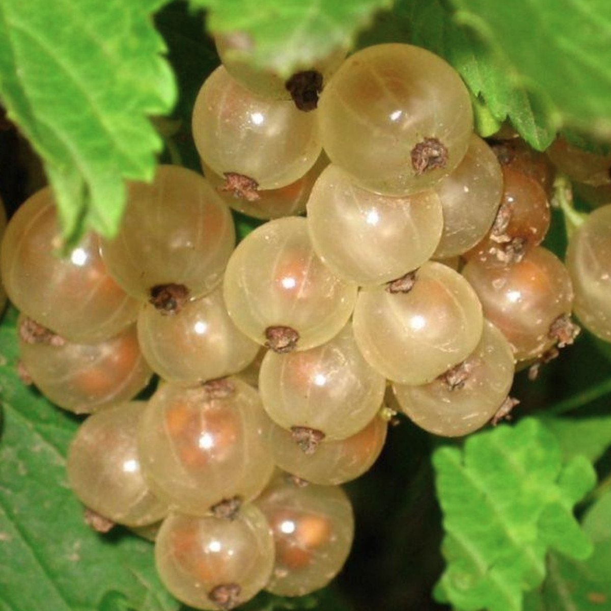 Смородина белая «Смольяниновская» в каталоге СЦ Корекозево