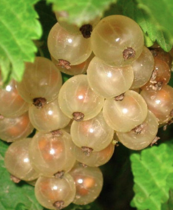 Смородина белая «Смольяниновская» в каталоге СЦ Корекозево