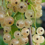 Миниатюра 2. Смородина белая «Смольяниновская» в каталоге СЦ Корекозево