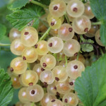 Миниатюра 3. Смородина белая «Смольяниновская» в каталоге СЦ Корекозево