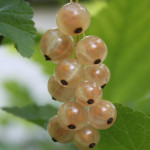 Миниатюра 4. Смородина белая «Смольяниновская» в каталоге СЦ Корекозево