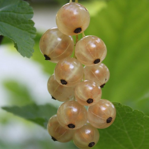 Фото 4. Смородина белая «Смольяниновская» в каталоге СЦ Корекозево